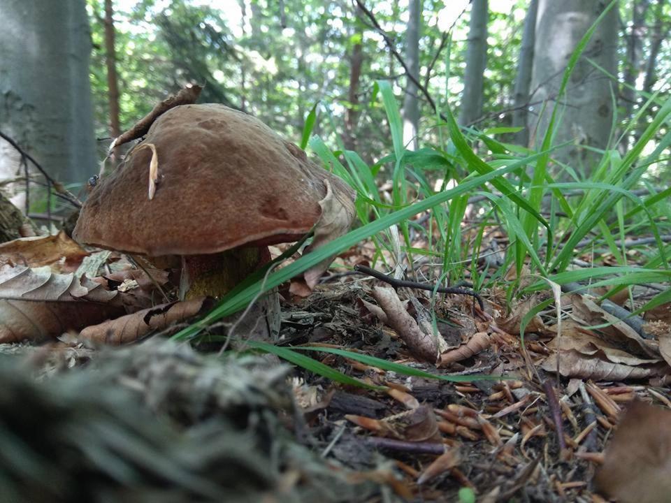 Babia Chata Zawoja Exteriör bild